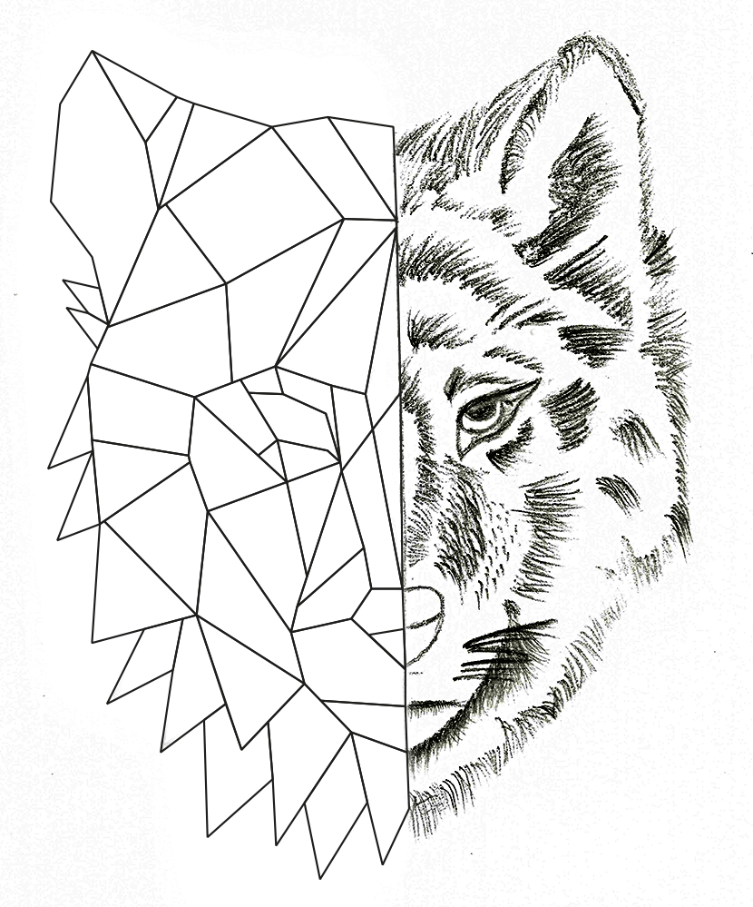 Loup dessin