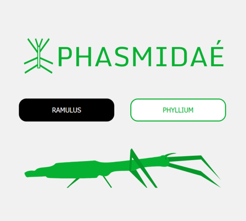 Phasmidaé