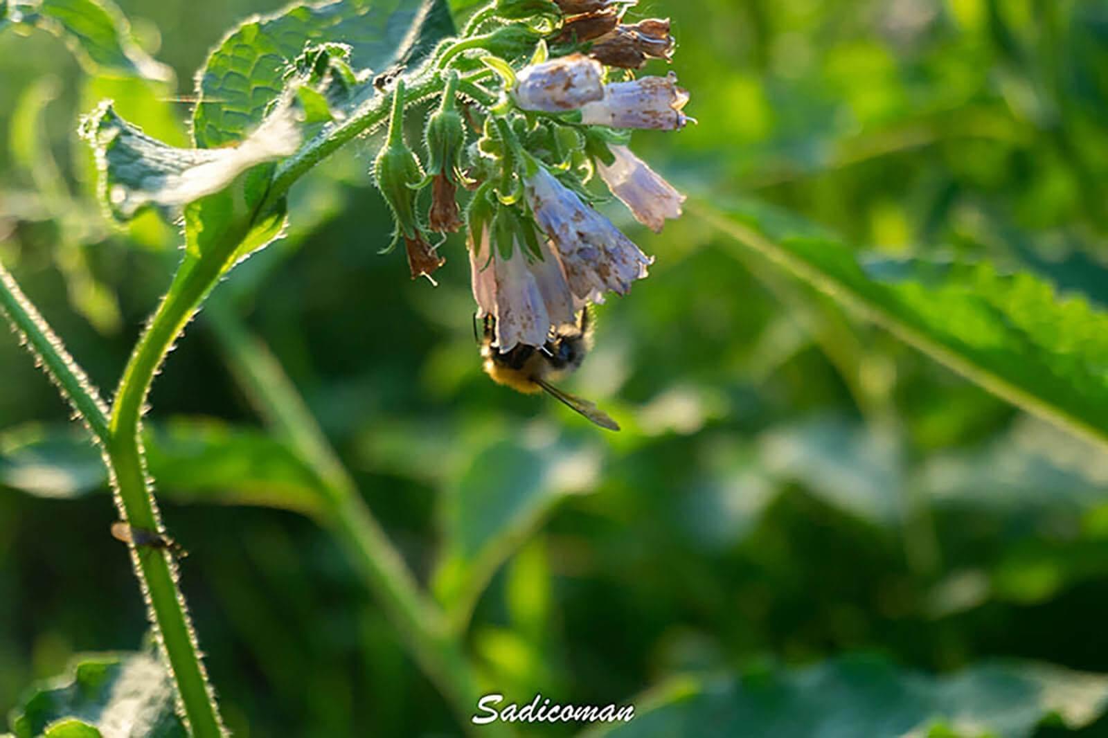 Abeilles