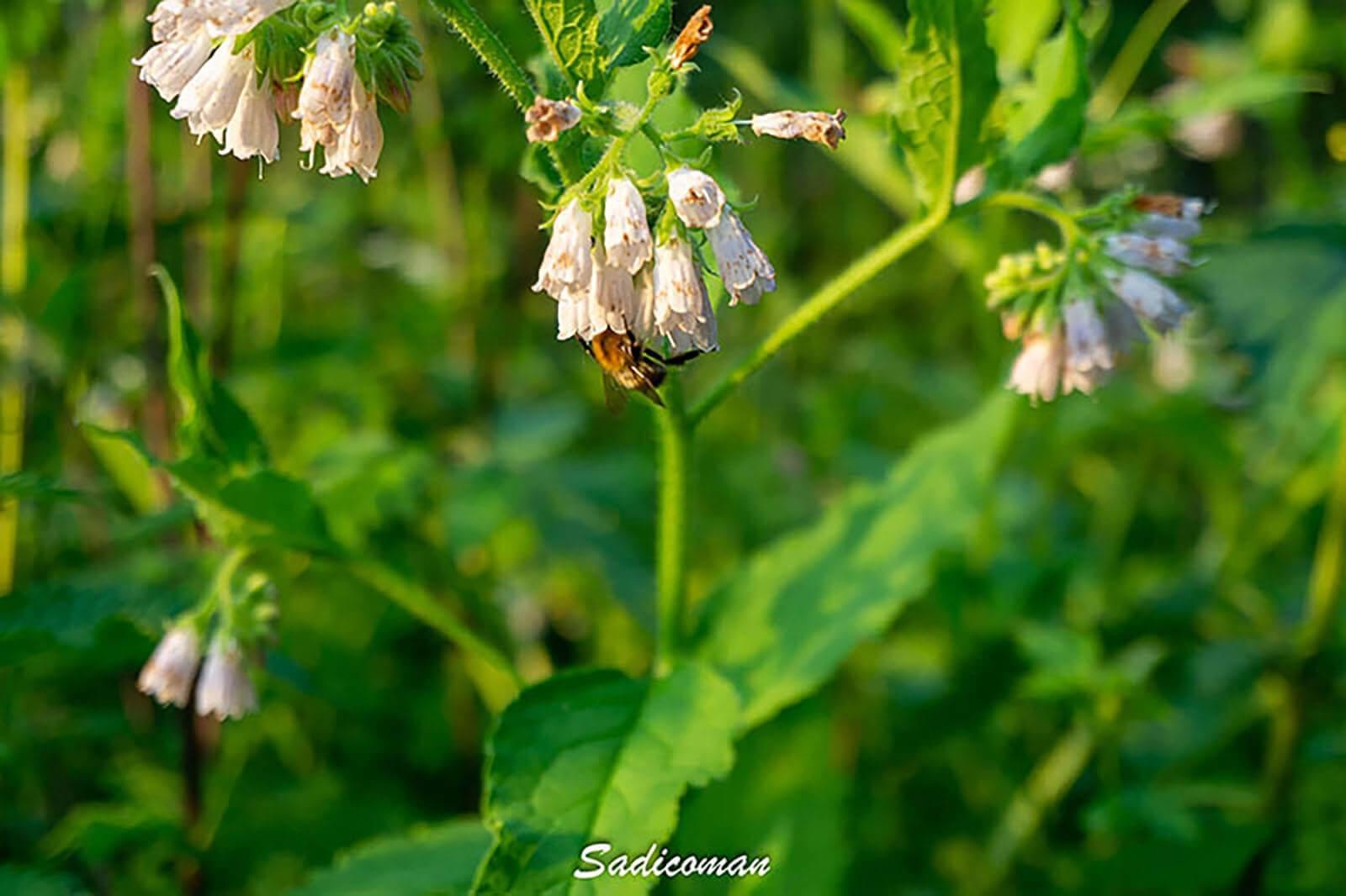 Abeilles