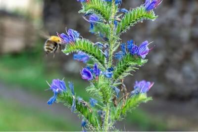 Abeilles