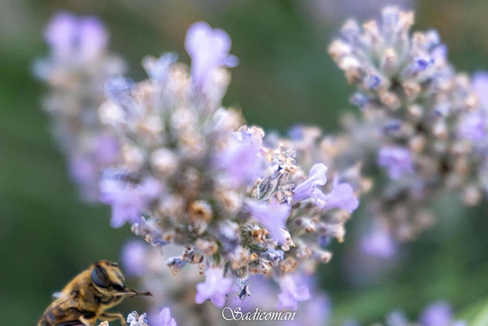 fleurs et Abeilles