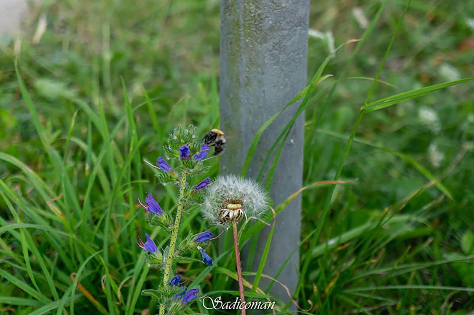 Abeilles