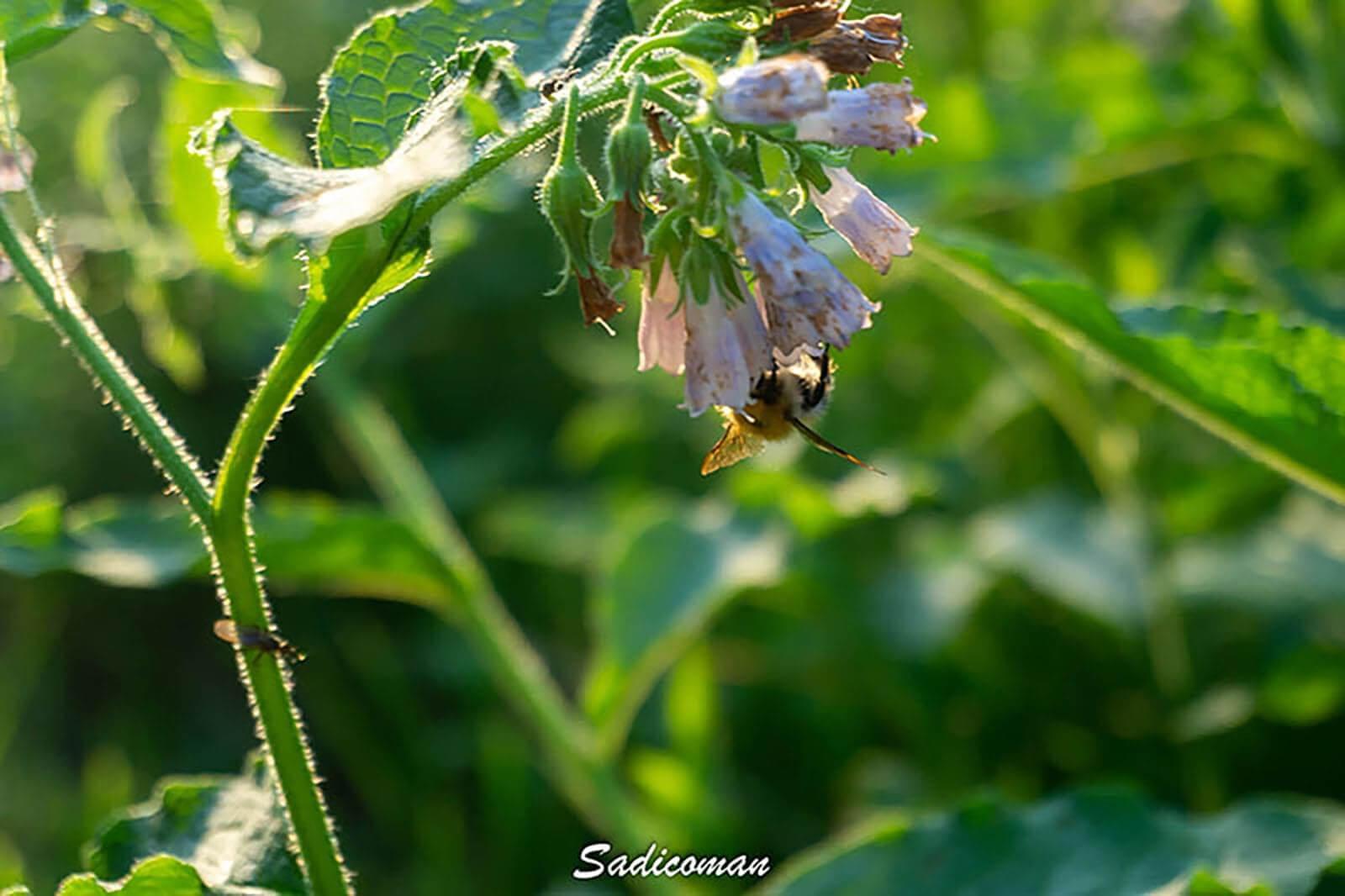 Abeilles