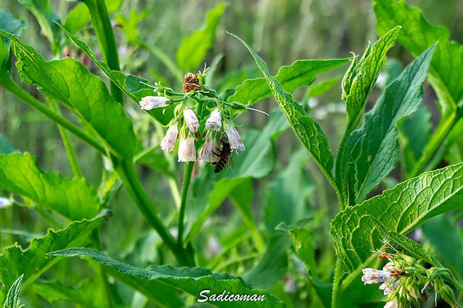 Abeilles