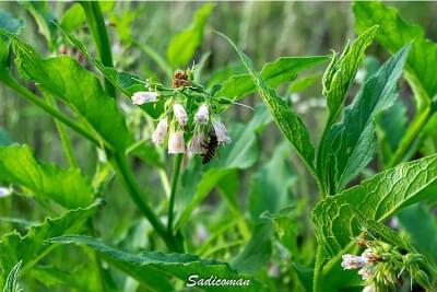 Abeilles
