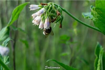 Bourdon