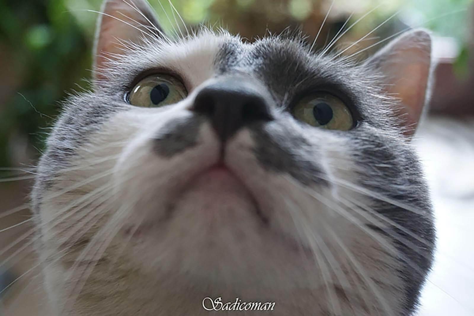 chat