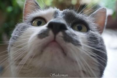 chat