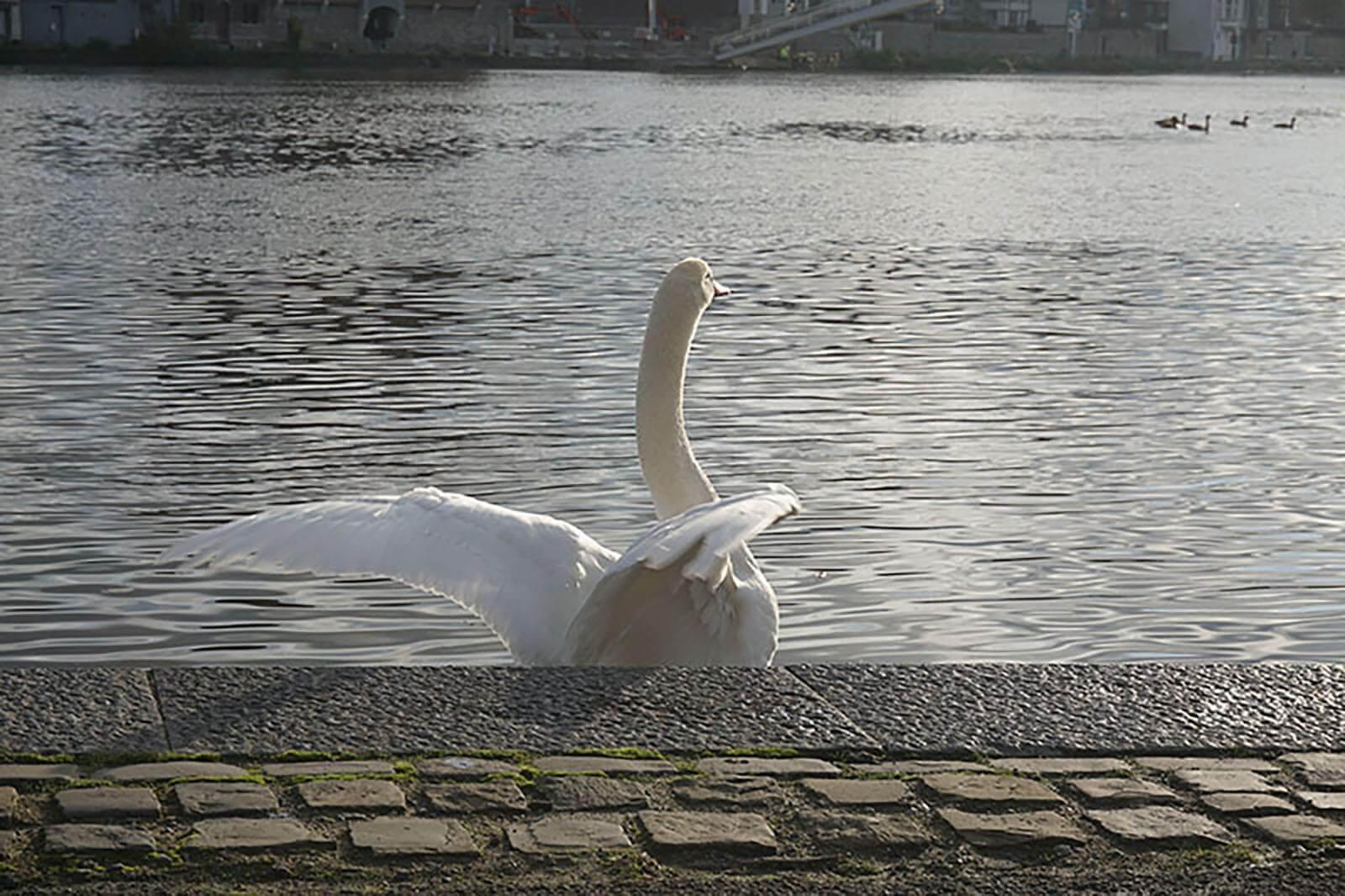 Cygne