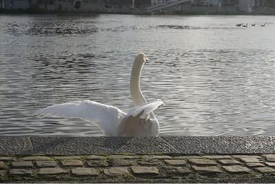Cygne