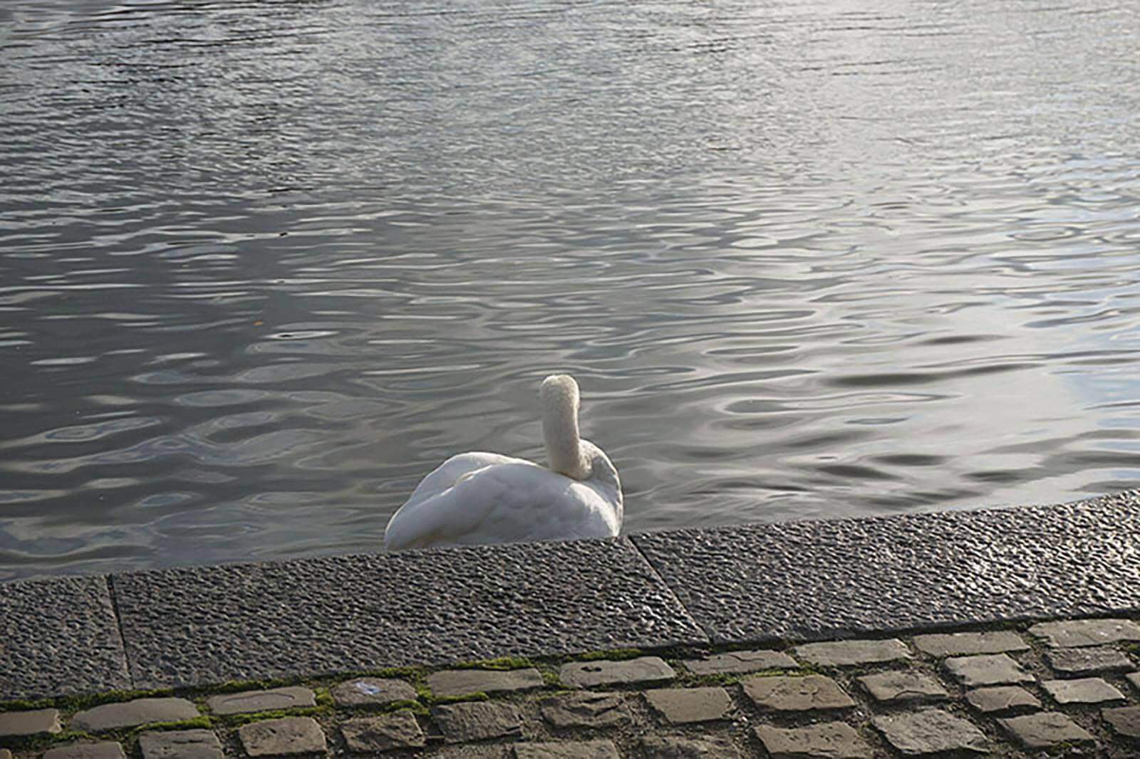 Cygne