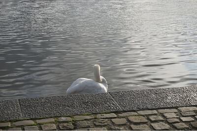 Cygne