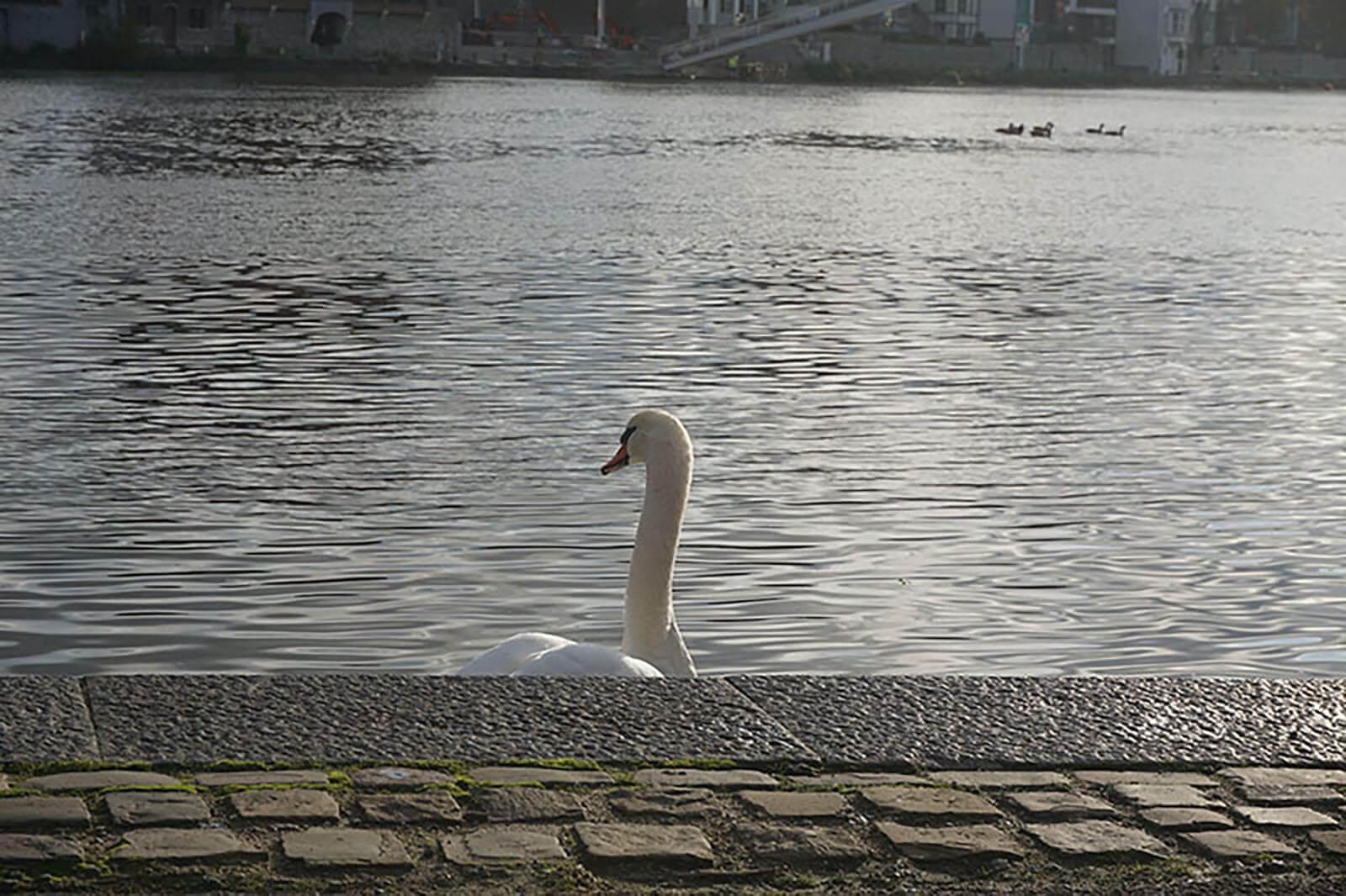 Cygne