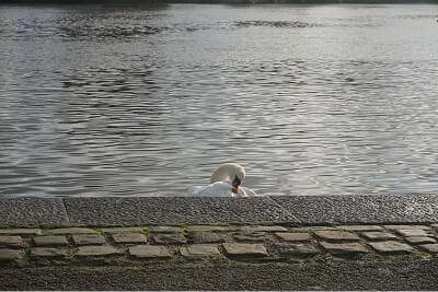 Cygne