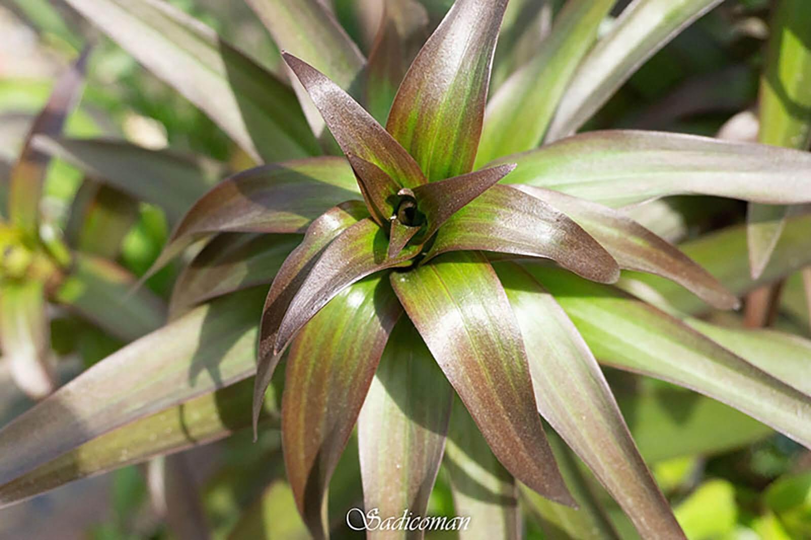 plantes