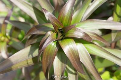 plantes