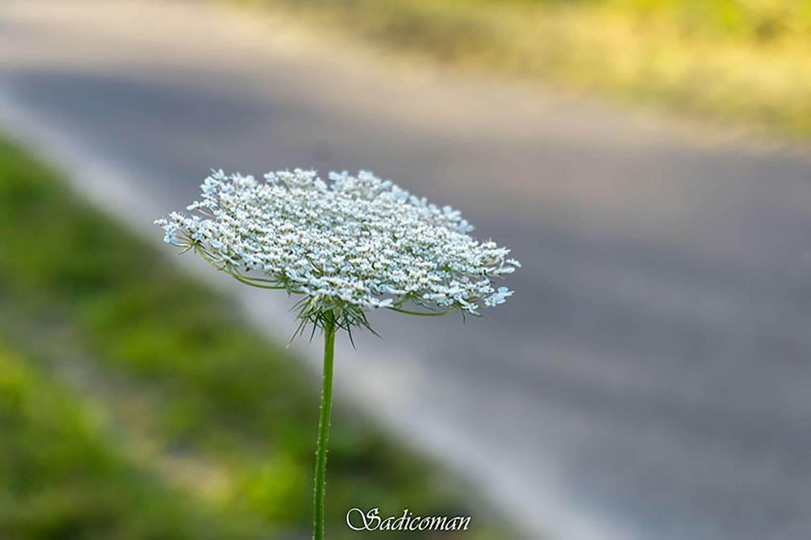 fleurs