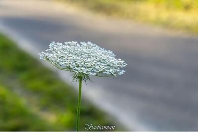 fleurs