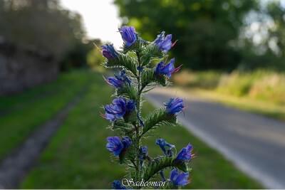 fleurs