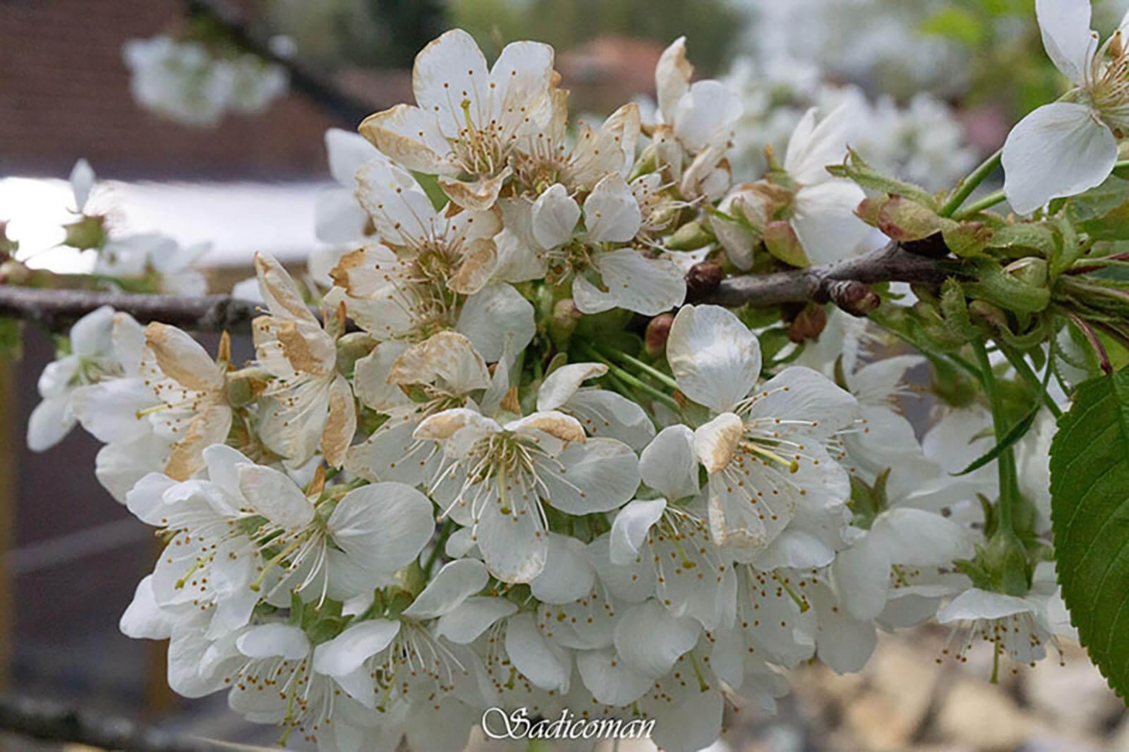 fleurs