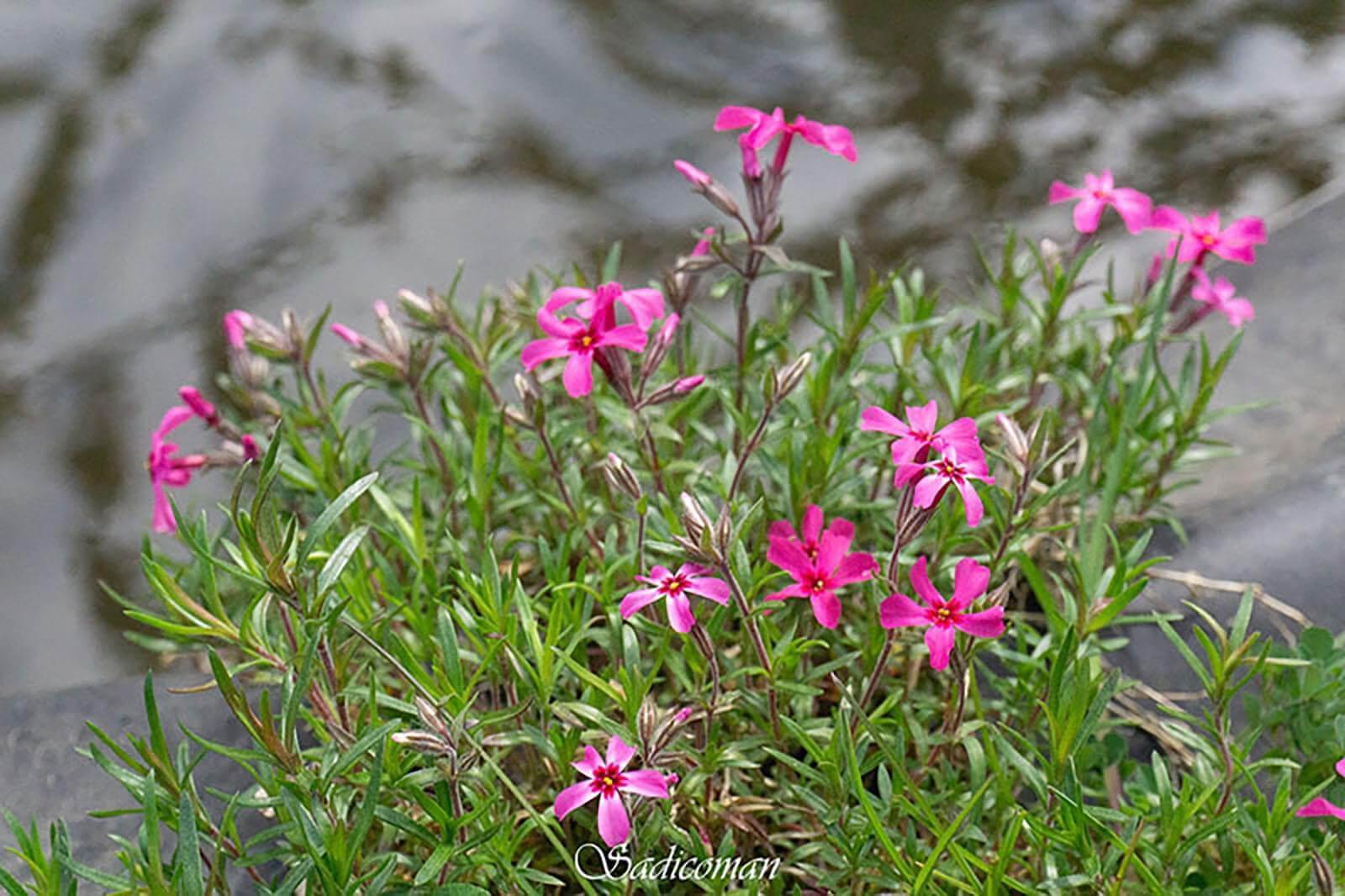 fleurs