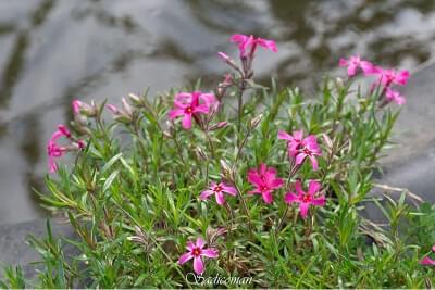 fleurs