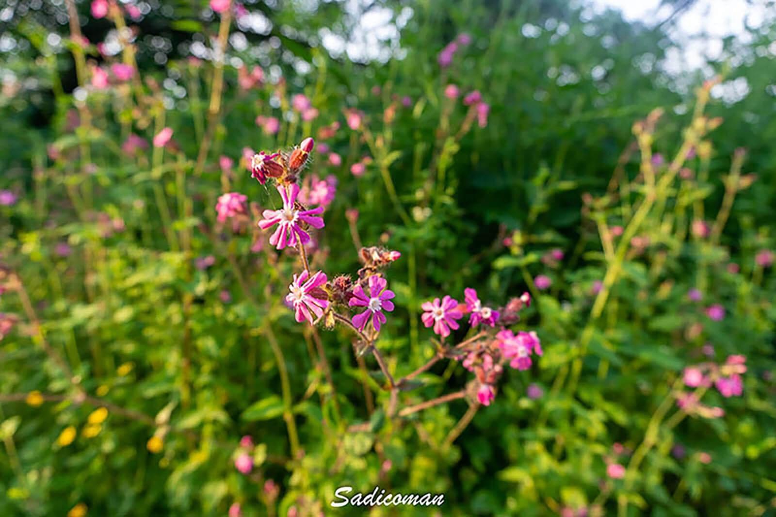 Fleur