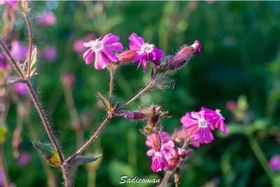 Fleur