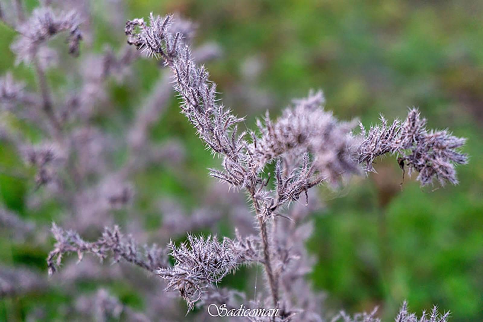 fleur