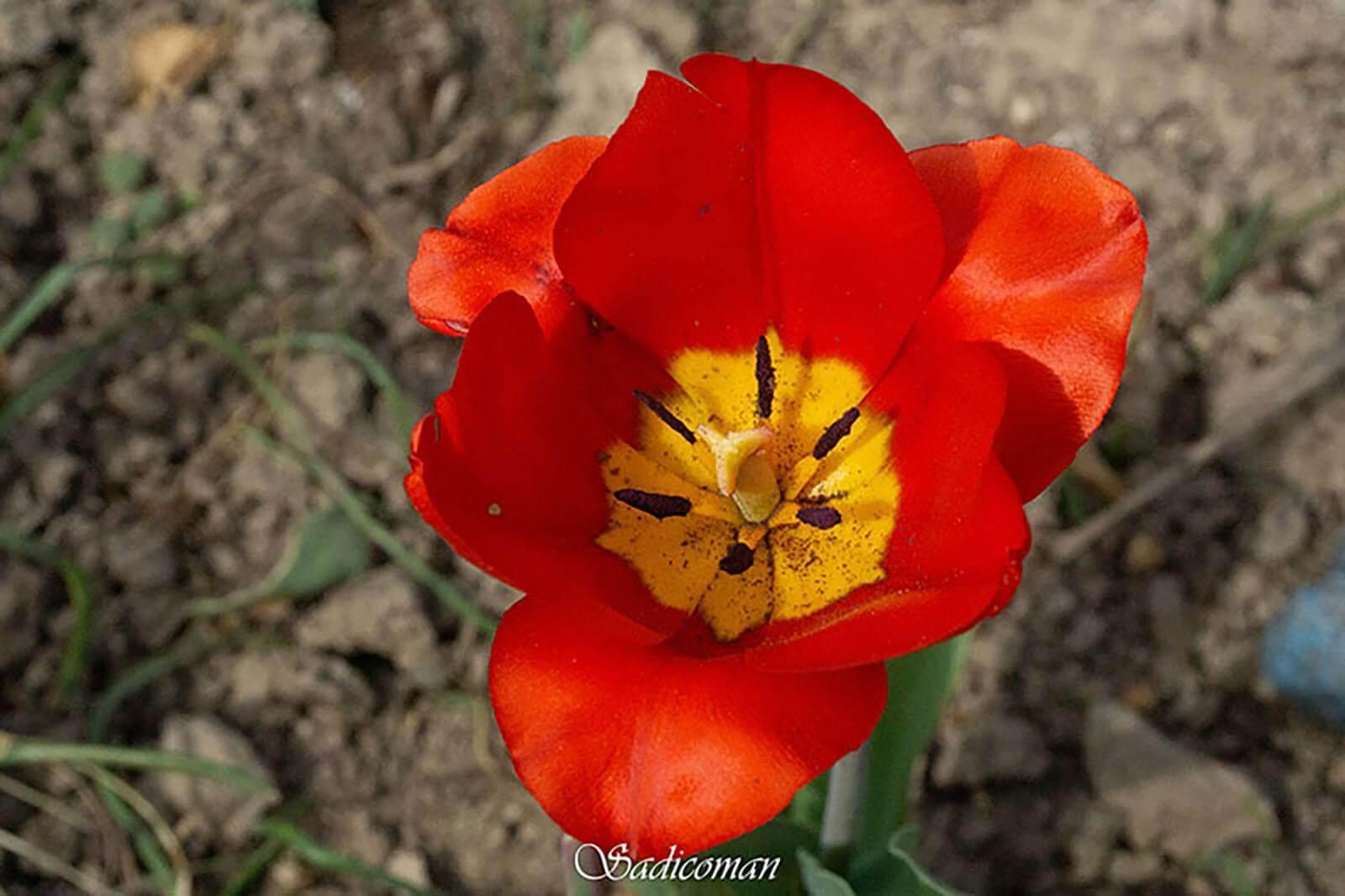 fleurs