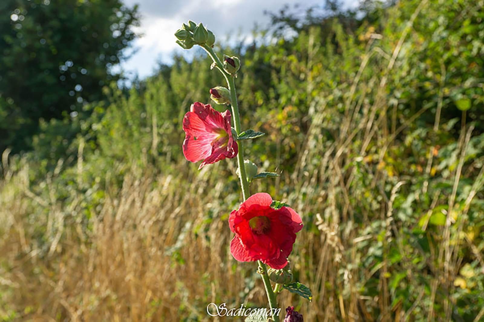 fleurs