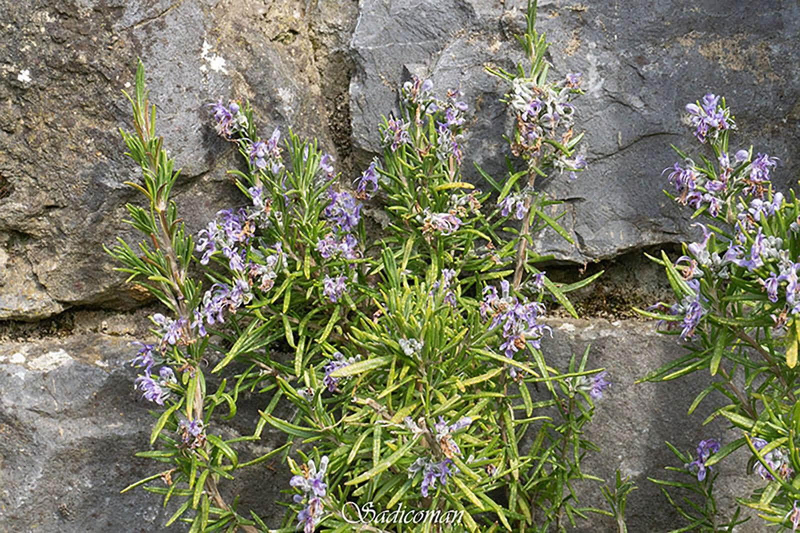 fleurs