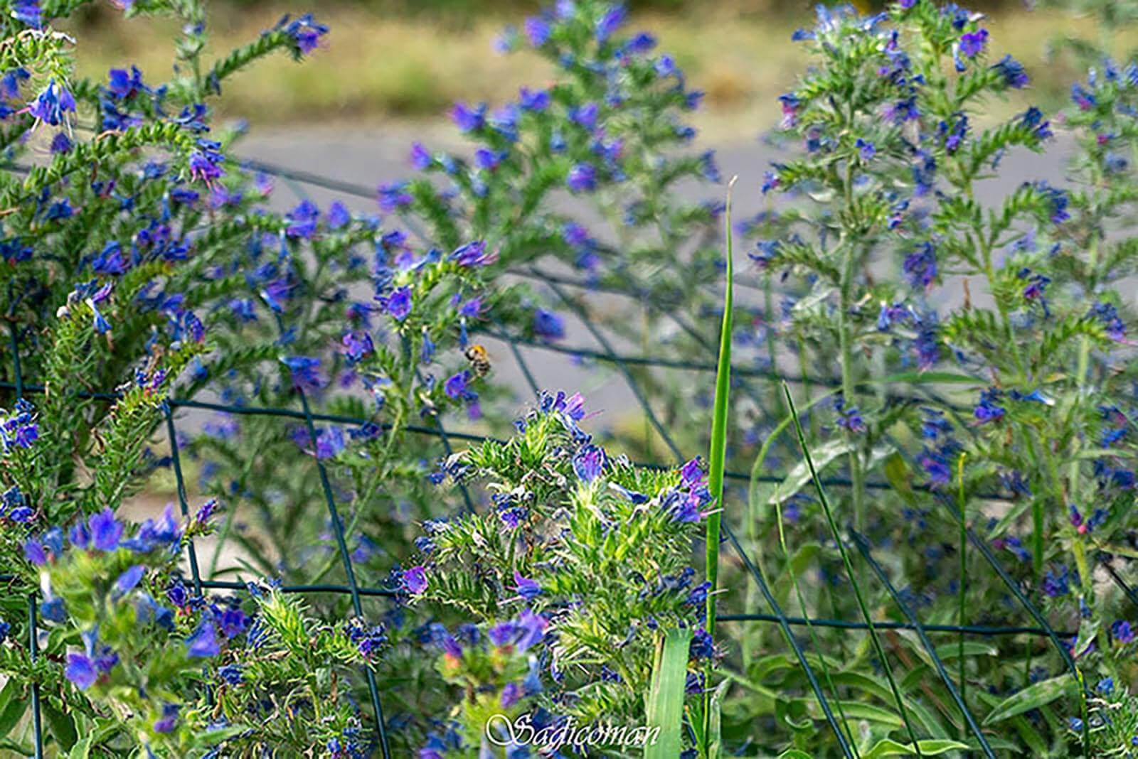 Fleurs des champs