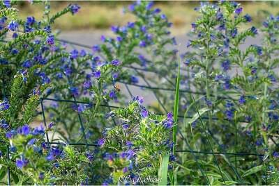 Fleurs des champs