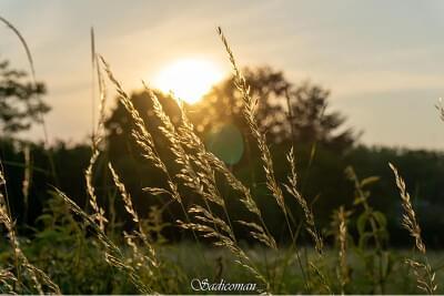 paysage