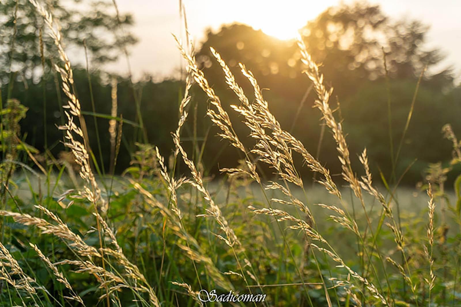 paysage