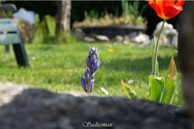 fleurs