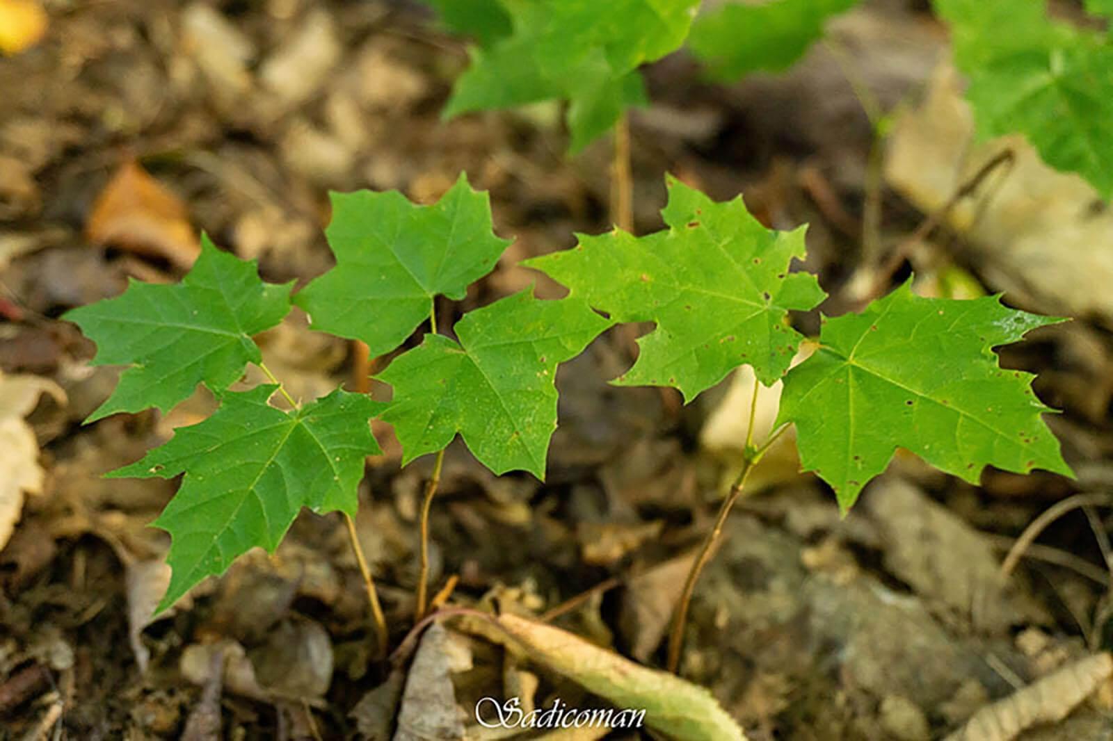 feuilles de chênes