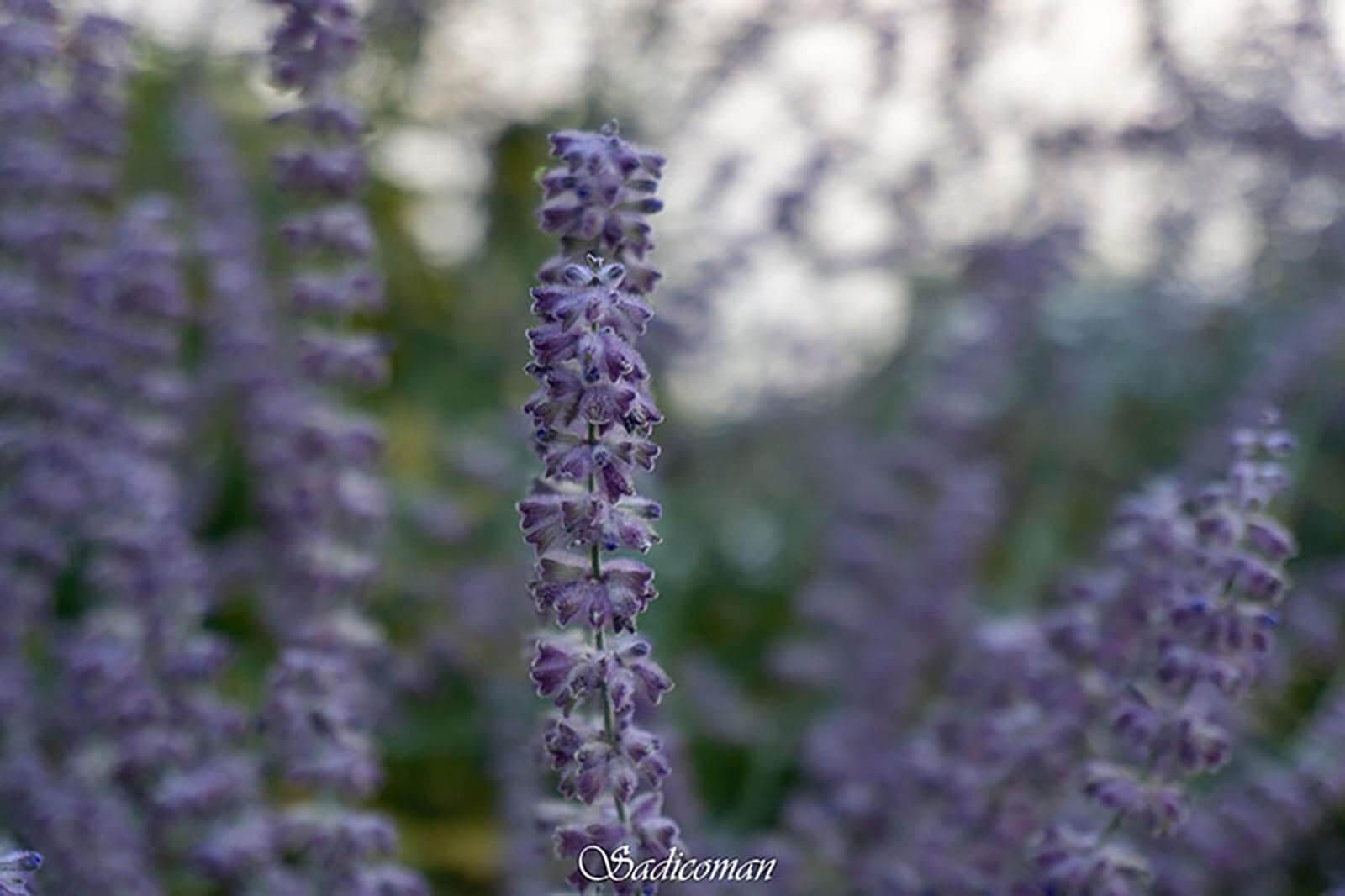 fleurs