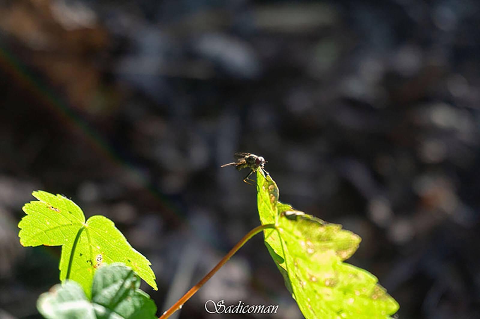 mouche