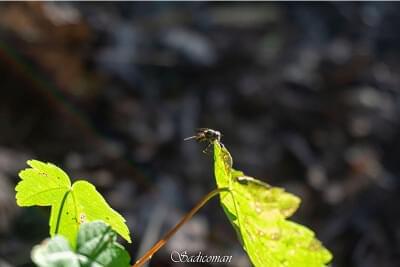 mouche