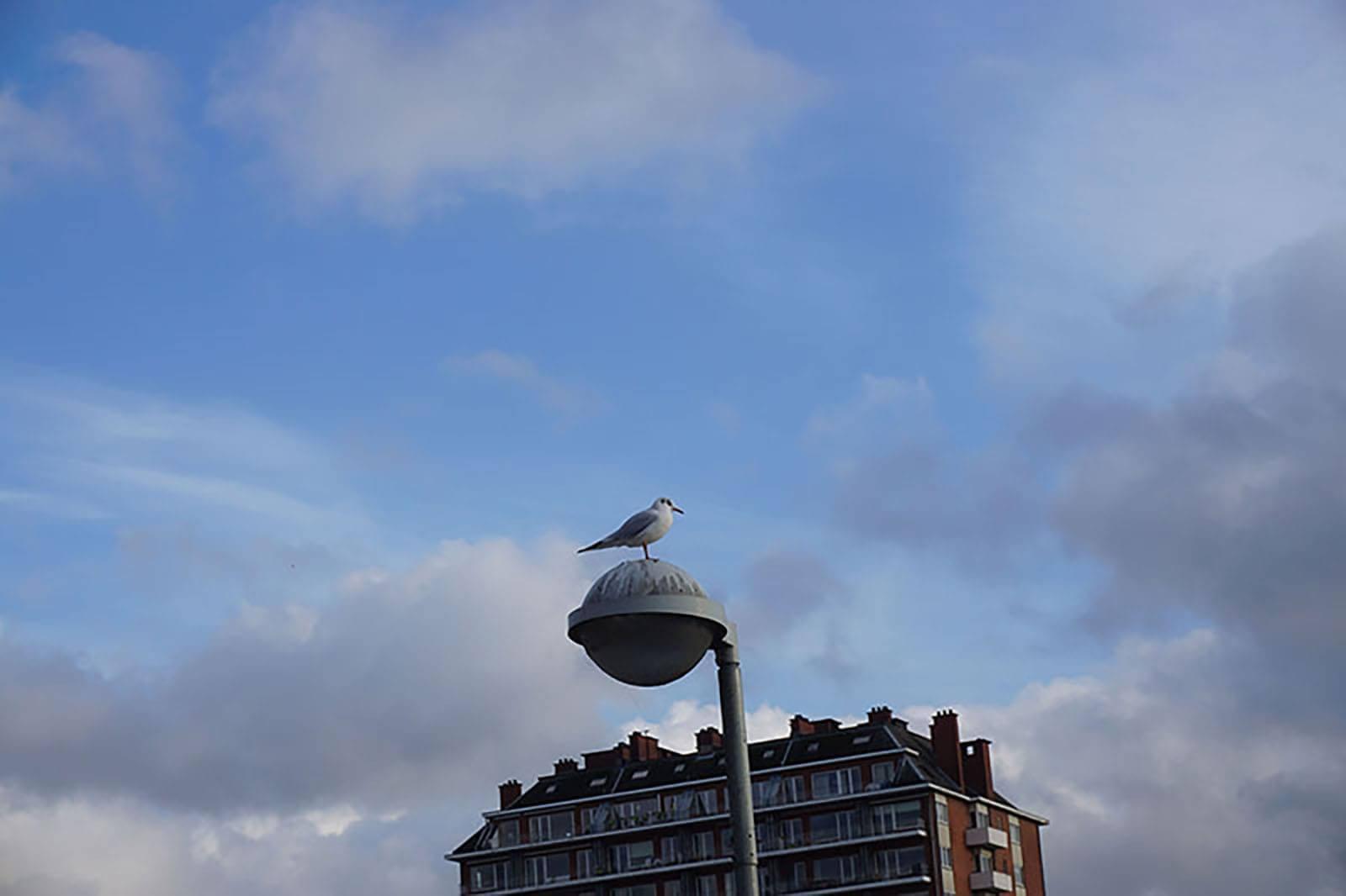 mouette