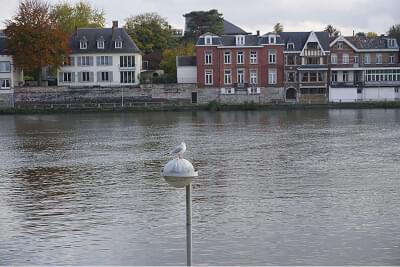 mouette
