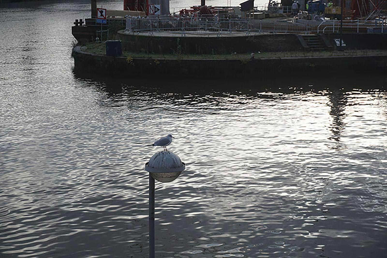 mouette