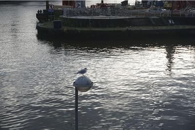 mouette
