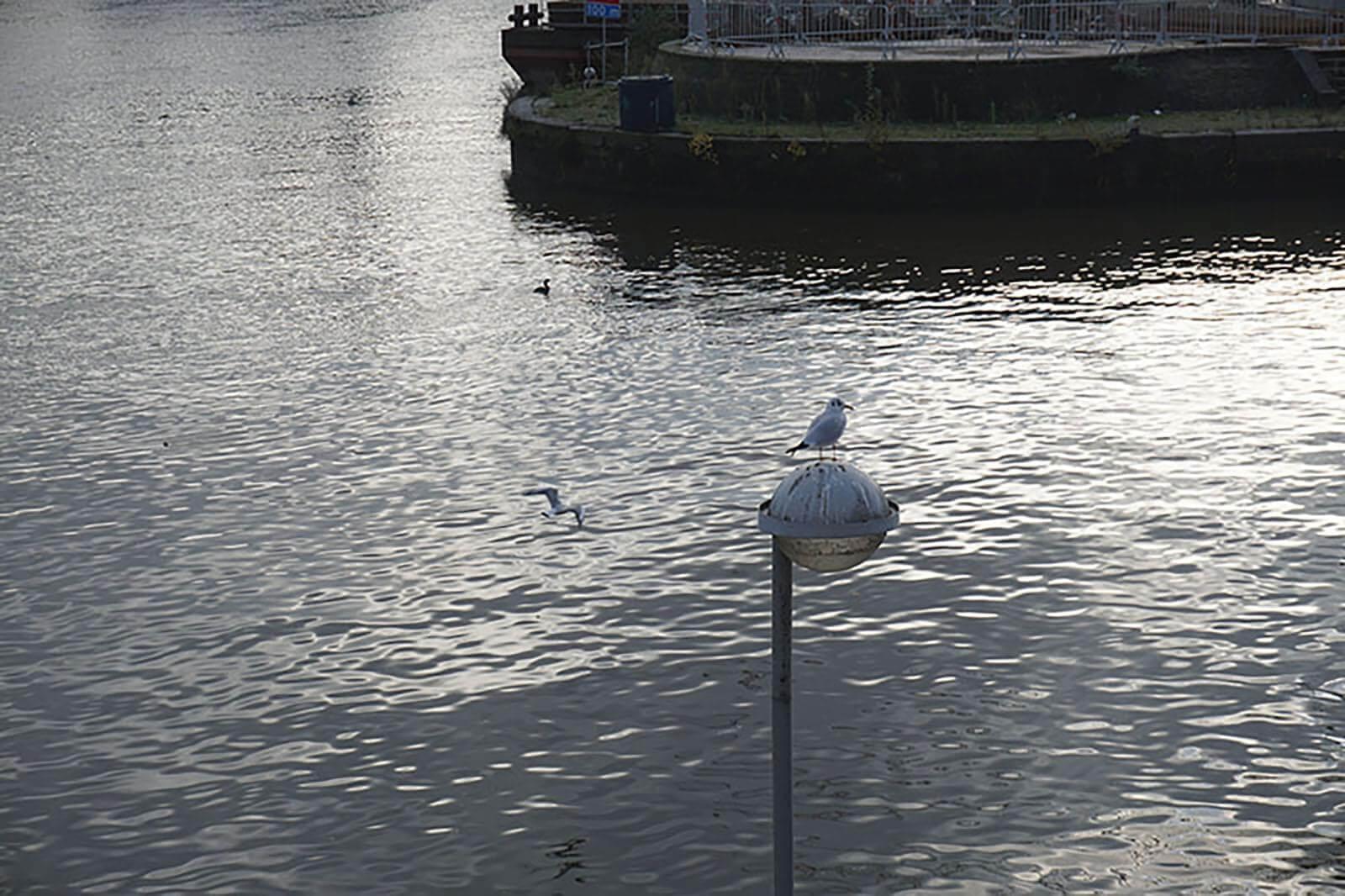 mouette