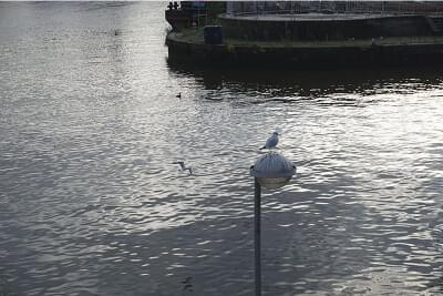 mouette