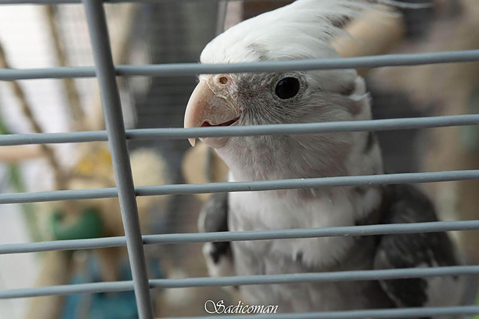 oiseau