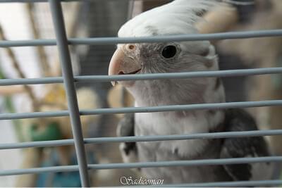 oiseau